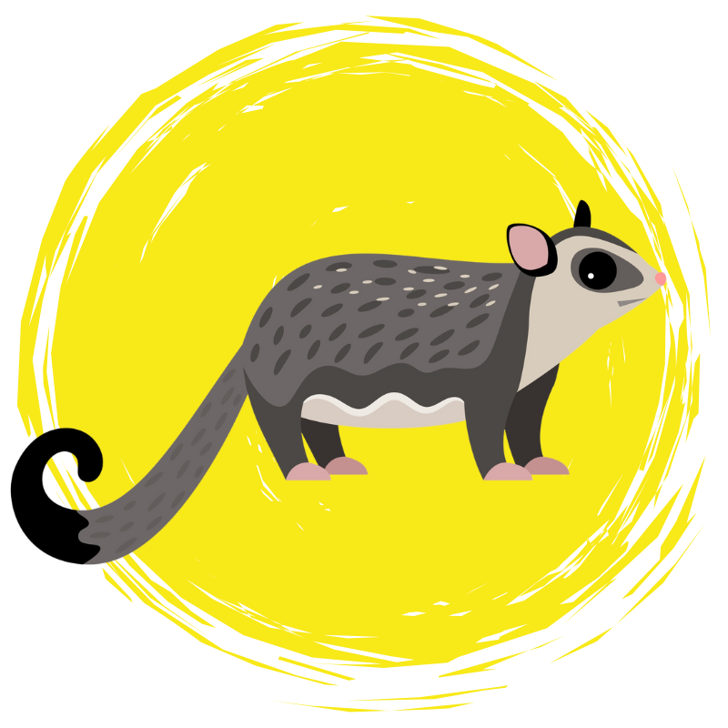 Possum